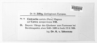 Anthracoidea caricis image